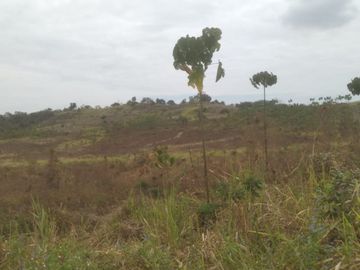 Venta de terreno agricola y ganadero en zona de Pedro Carbo