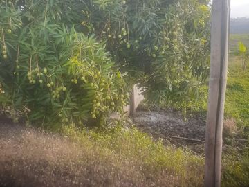 Venta de terreno agricola y ganadero en zona de Pedro Carbo