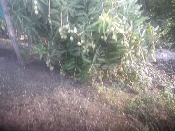 Venta de terreno agricola y ganadero en zona de Pedro Carbo