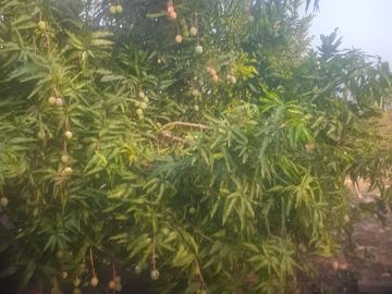 Venta de terreno agricola y ganadero en zona de Pedro Carbo