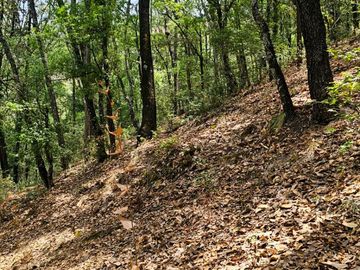 VENTA DE TERRENO CON MANANTIAL EN ZONA BOSCOSA EN CEBADAS, MINERAL DEL CHICO, HIDALGO.