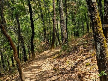 VENTA DE TERRENO CON MANANTIAL EN ZONA BOSCOSA EN CEBADAS, MINERAL DEL CHICO, HIDALGO.