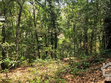 VENTA DE TERRENO CON MANANTIAL EN ZONA BOSCOSA EN CEBADAS, MINERAL DEL CHICO, HIDALGO.