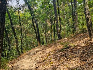 VENTA DE TERRENO CON MANANTIAL EN ZONA BOSCOSA EN CEBADAS, MINERAL DEL CHICO, HIDALGO.