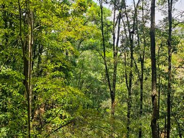 VENTA DE TERRENO CON MANANTIAL EN ZONA BOSCOSA EN CEBADAS, MINERAL DEL CHICO, HIDALGO.