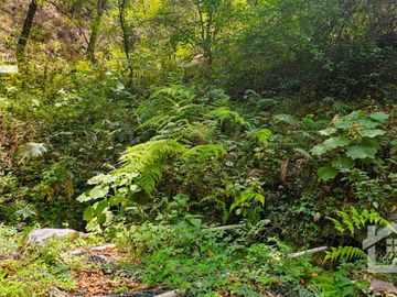 VENTA DE TERRENO CON MANANTIAL EN ZONA BOSCOSA EN CEBADAS, MINERAL DEL CHICO, HIDALGO.