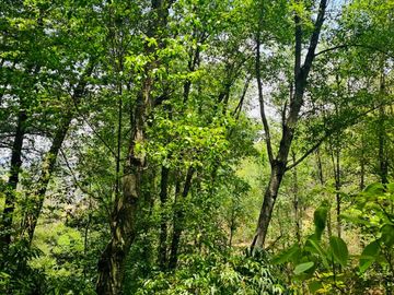 VENTA DE TERRENO CON MANANTIAL EN ZONA BOSCOSA EN CEBADAS, MINERAL DEL CHICO, HIDALGO.