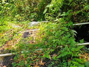 VENTA DE TERRENO CON MANANTIAL EN ZONA BOSCOSA EN CEBADAS, MINERAL DEL CHICO, HIDALGO.