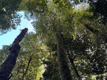 Casa con16 Hectáreas a 15 minutos de Villarrica - Chucauco.