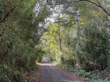 Campo 16 Hectáreas a 15 minutos de Villarrica - Chucauco.