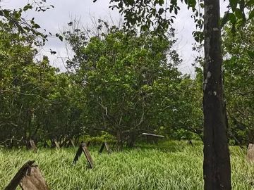 Lot for sale in Victorias City  Negros Occidental