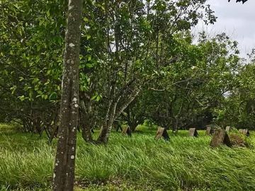 Lot for sale in Victorias City  Negros Occidental