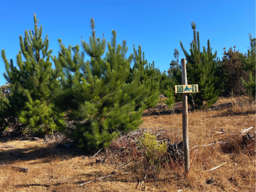 Parcelas en Pichilemu, Con Mucho Espacio Plano
