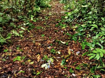 Ocasión Venta Terreno Iquitos