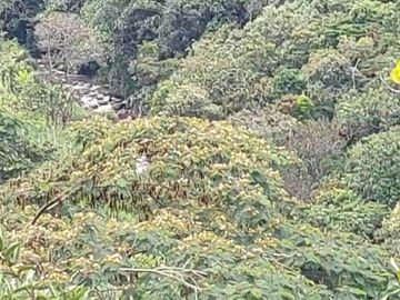 VENDO ESTA DIVINA FINCA, BIEN BARATA, EN BARBOSA ANTIOQUIA