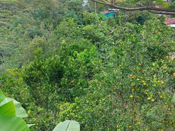 VENDO ESTA DIVINA FINCA, BIEN BARATA, EN BARBOSA ANTIOQUIA