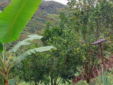 VENDO ESTA DIVINA FINCA, BIEN BARATA, EN BARBOSA ANTIOQUIA