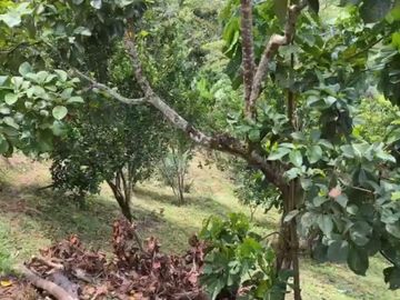 VENDO ESTA DIVINA FINCA, BIEN BARATA, EN BARBOSA ANTIOQUIA