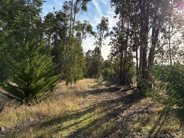 Vende Parcela terreno 5.500 m2 sector oro verde km 8 camino interior junta de vecino sol de chillan