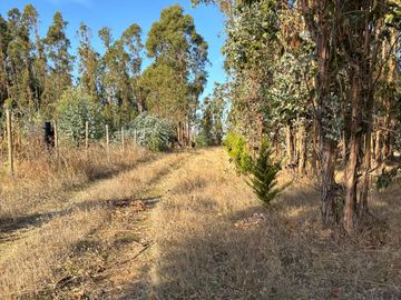 Vende Parcela terreno 5.500 m2 sector oro verde km 8 camino interior junta de vecino sol de chillan