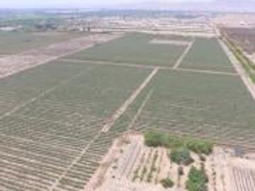 TERRENO AGRICOLA DE ALTA RENTABILIDAD CON RIEGO TECNIFICADO Y SUBESTACION PROPIA