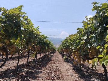 TERRENO AGRICOLA DE ALTA RENTABILIDAD CON RIEGO TECNIFICADO Y SUBESTACION PROPIA