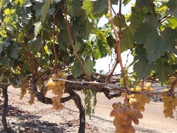 TERRENO AGRICOLA DE ALTA RENTABILIDAD CON RIEGO TECNIFICADO Y SUBESTACION PROPIA