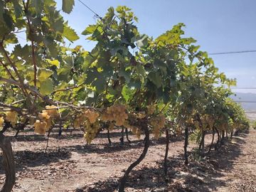 TERRENO AGRICOLA DE ALTA RENTABILIDAD CON RIEGO TECNIFICADO Y SUBESTACION PROPIA