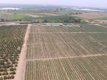 TERRENO AGRICOLA DE ALTA RENTABILIDAD CON RIEGO TECNIFICADO Y SUBESTACION PROPIA