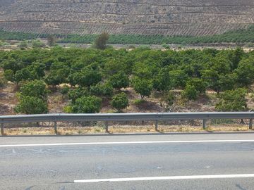 Petorca, vende parcela en producción con abundante agua inscrita