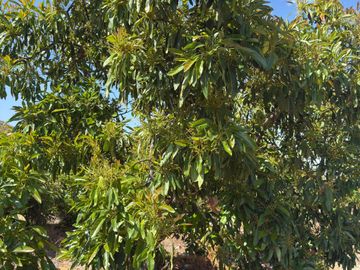 Petorca, vende parcela en producción con abundante agua inscrita