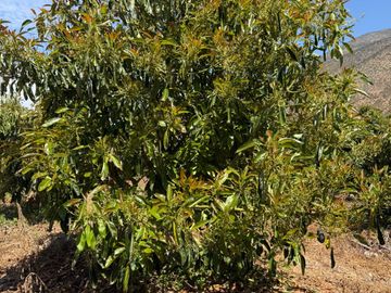 Petorca, vende parcela en producción con abundante agua inscrita