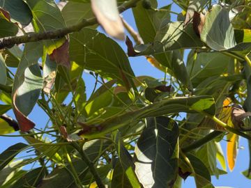 Petorca, vende parcela en producción con abundante agua inscrita