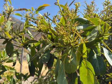 Petorca, vende parcela en producción con abundante agua inscrita