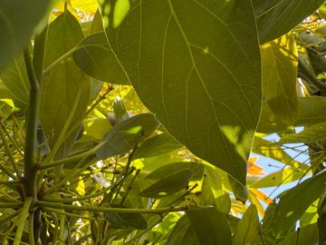 Petorca, vende parcela en producción con abundante agua inscrita