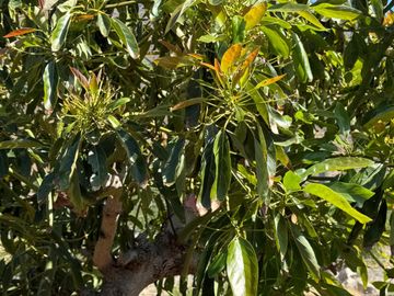 Petorca, vende parcela en producción con abundante agua inscrita
