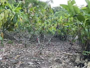 VENDO TERRENO DE 94.6 HAS NUEVO PROGRESO – ISCOZACIN – OXAPAMPA – CERRO DE PASCO