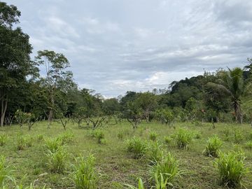 VENDO TERRENO DE 94.6 HAS NUEVO PROGRESO – ISCOZACIN – OXAPAMPA – CERRO DE PASCO