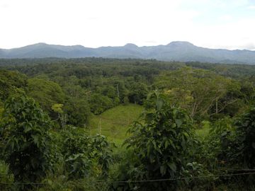 VENDO TERRENO DE 94.6 HAS NUEVO PROGRESO – ISCOZACIN – OXAPAMPA – CERRO DE PASCO