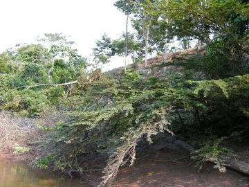 VENDO TERRENO DE 94.6 HAS NUEVO PROGRESO – ISCOZACIN – OXAPAMPA – CERRO DE PASCO