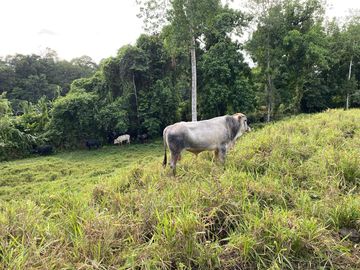 VENDO TERRENO DE 94.6 HAS NUEVO PROGRESO – ISCOZACIN – OXAPAMPA – CERRO DE PASCO