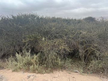 LINDA PARCELA VALLE FÉRTIL COPIAPÓ