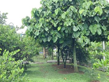 FN14 VENDO CASA FINCA EN CAMPO ALEGRE ANDALUCIA
