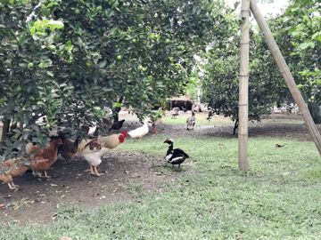 FN14 VENDO CASA FINCA EN CAMPO ALEGRE ANDALUCIA