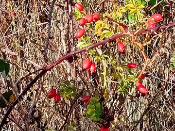 EN Venta Maravillosas Parcelas cercanas a Villarricacon luz, agua muy buen camino