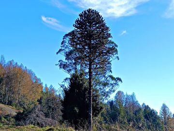 EN Venta Maravillosas Parcelas cercanas a Villarricacon luz, agua muy buen camino