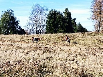 EN Venta Maravillosas Parcelas cercanas a Villarricacon luz, agua muy buen camino
