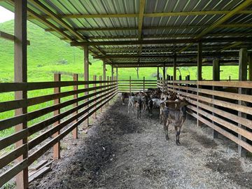 hacienda ganadera de venta en chone mongoya Y/T