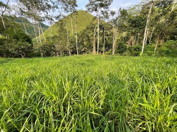 hacienda ganadera de venta en chone mongoya Y/T