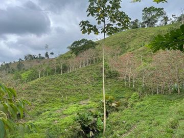 hacienda ganadera de venta en chone mongoya Y/T